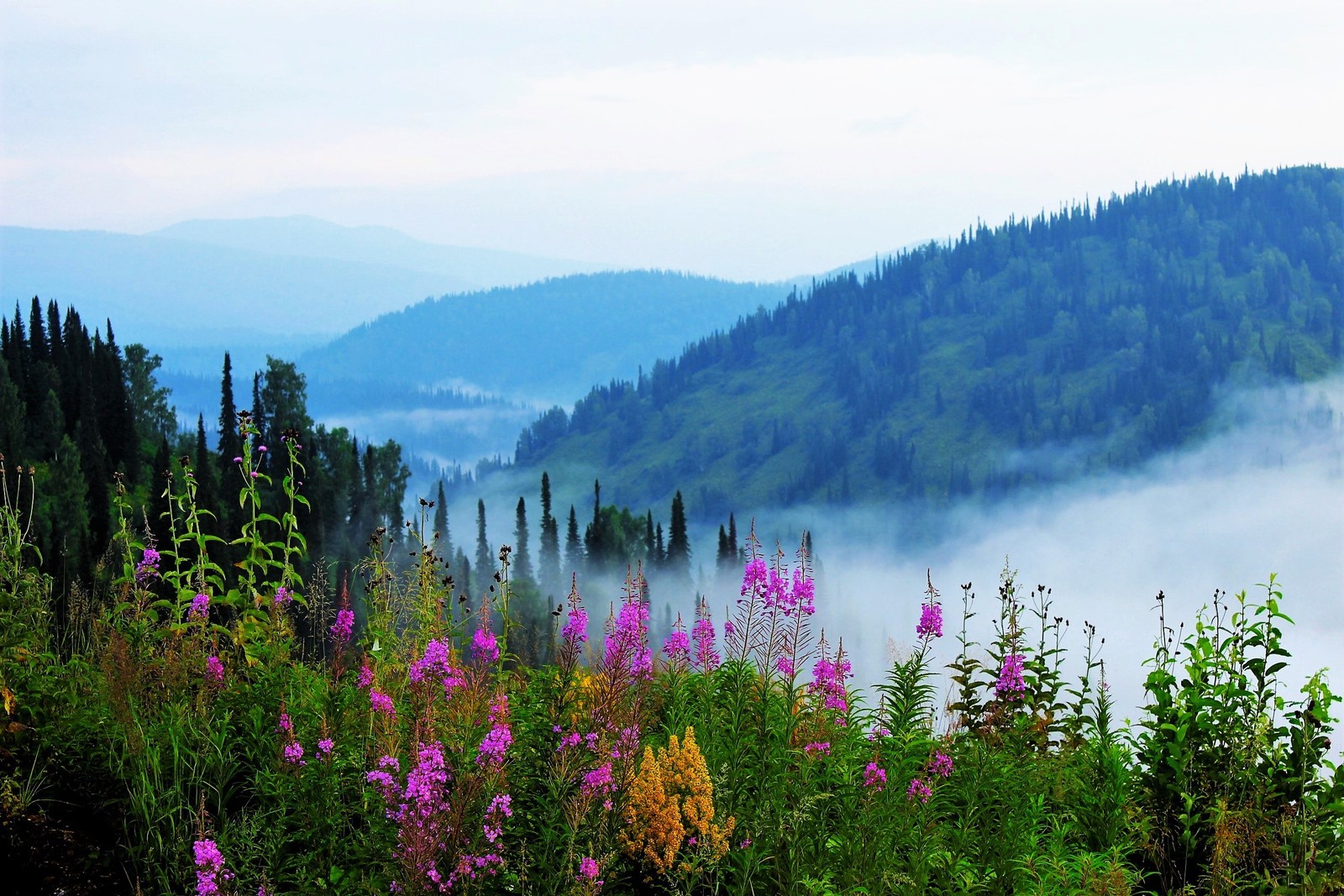 Vista aérea de uma montanha com um vale e uma floresta (sibéria, siberia, natureza, wild, montanha)