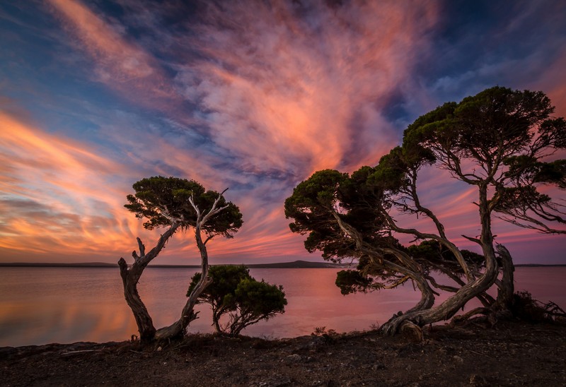 Um grupo de árvores em uma praia de areia (paisagem, natureza, árvore, nuvem, por do sol)