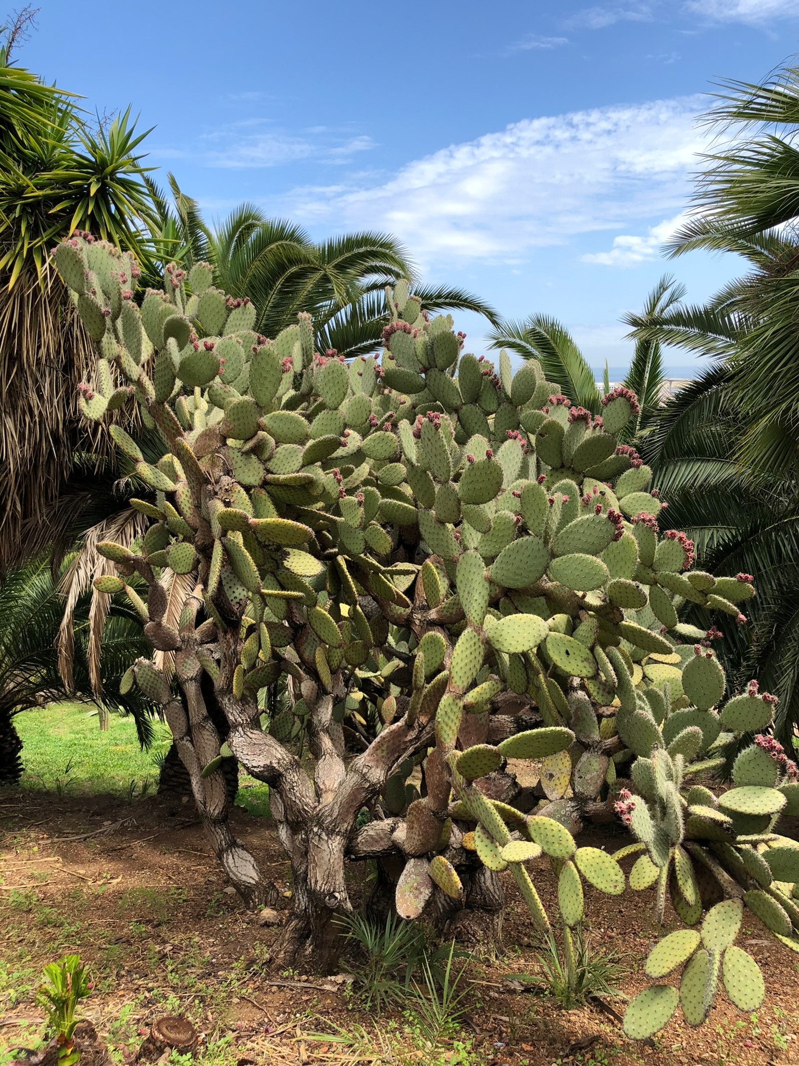 Há uma planta de cacto crescendo na grama (vegetação, bioma, arbustos, cacto, plantas)