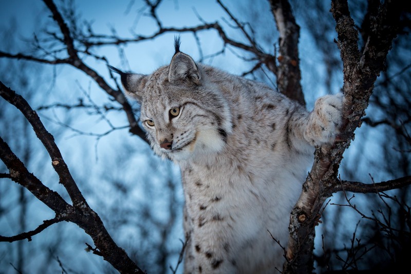 Крупный план рыси на дереве с небом на заднем плане (евразийская рысь, felidae, дикая кошка, кот, дикая природа)