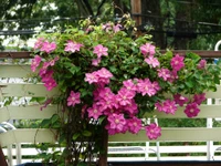 Flores de clematite rosa vibrante em uma exibição de videira de jardim