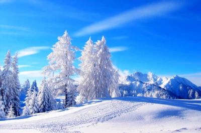 Paysage d'hiver serein avec des arbres couverts de neige et des montagnes majestueuses