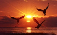 bird, sunset, morning, sunrise, seabird wallpaper