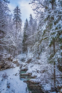 Von Schnee bedeckte Lärchenbäume rahmen einen ruhigen Wasserlauf in einer friedlichen Winterlandschaft ein.