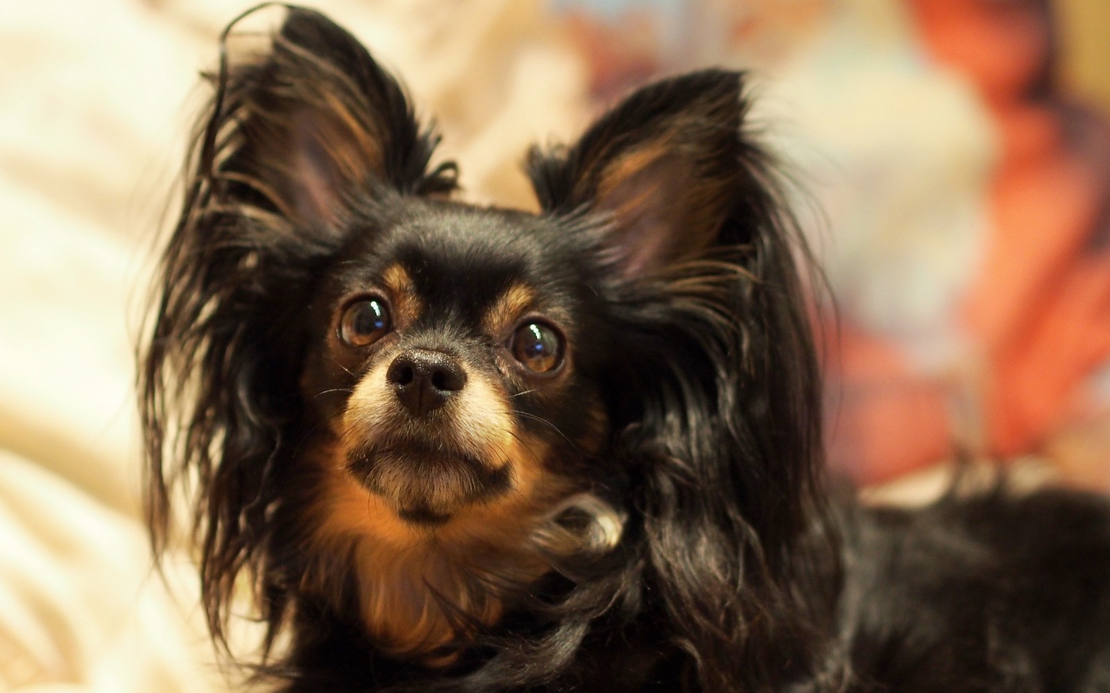 Cachorro araffe com cabelo longo deitado em uma cama olhando para a câmera (yorkshire terrier, filhote, cão de brinquedo, raça de cachorro, cão de companhia)