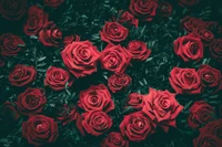 red roses, floral background, blossom, bloom, closeup wallpaper