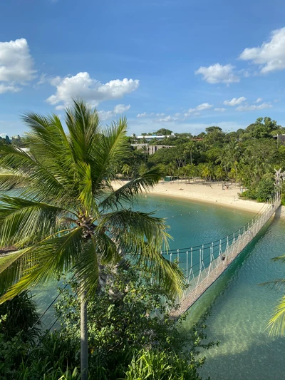 Serene tropische Landschaft mit Palmen und einer Hängebrücke über klarem Wasser