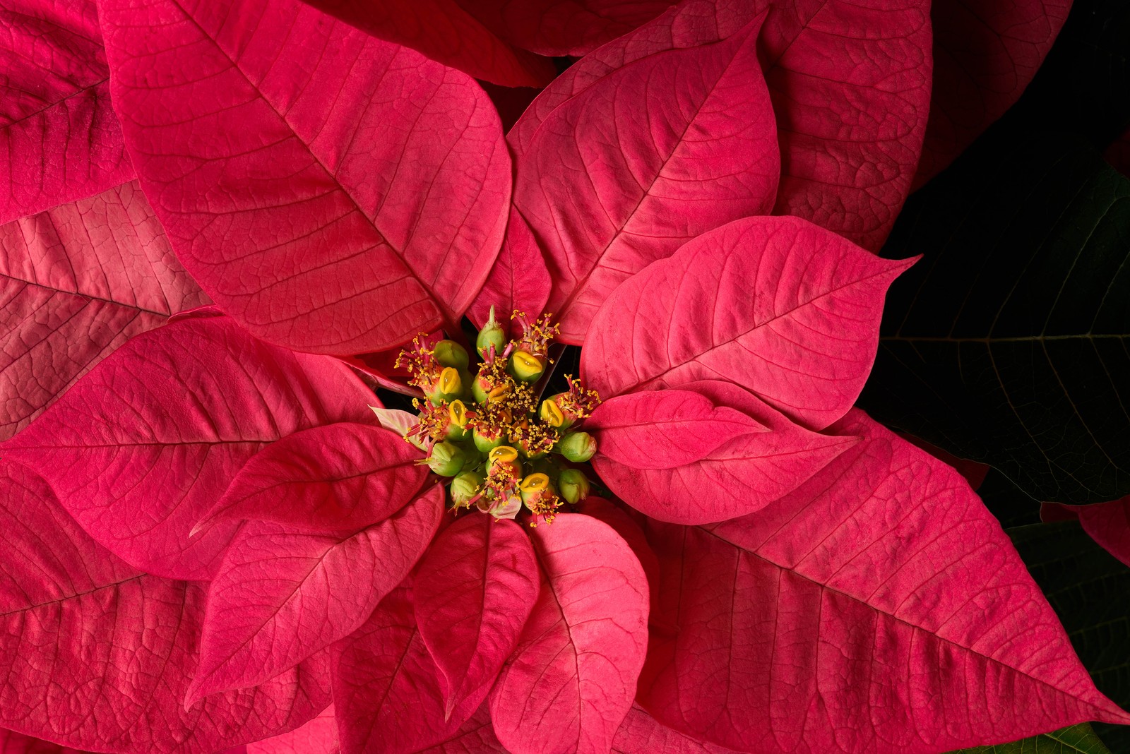 Um close em uma flor de noitebuena rosa com folhas verdes (planta de folhas vermelhas, fresco, vibrante, floração, primavera)