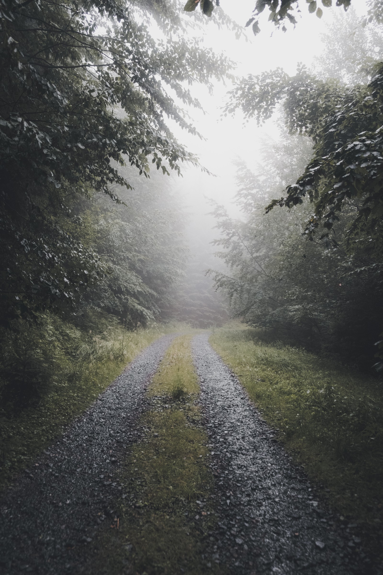 Ein schotterweg, umgeben von bäumen und gras (nebel, natur, naturumgebung, natürliche landschaft, sonnenlicht)