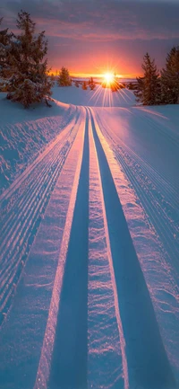 schnee, winter, baum, natürliche landschaft, sonnenlicht