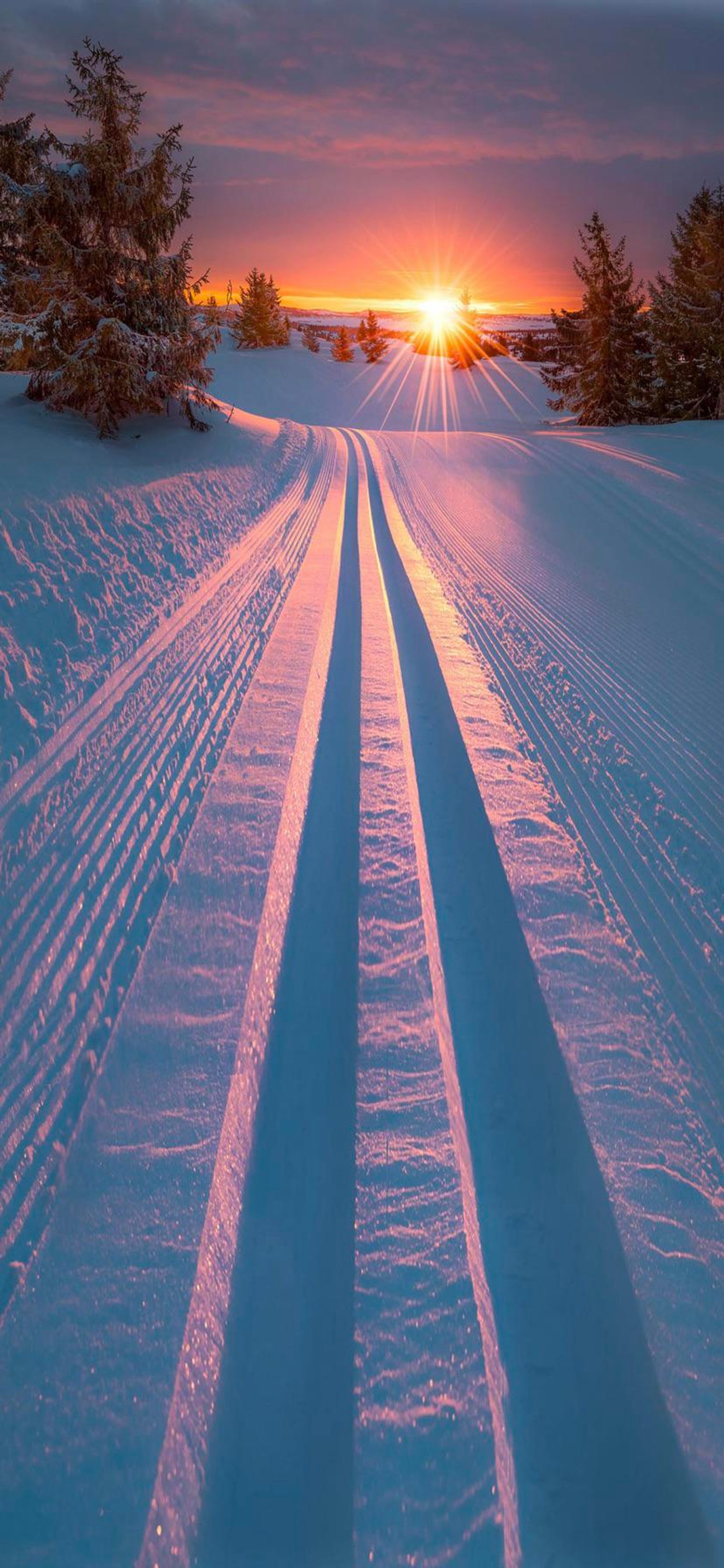 Des traces de ski dans la neige avec le soleil se couchant à l'arrière-plan (neige, hiver, arbre, paysage naturel, ensoleillement)