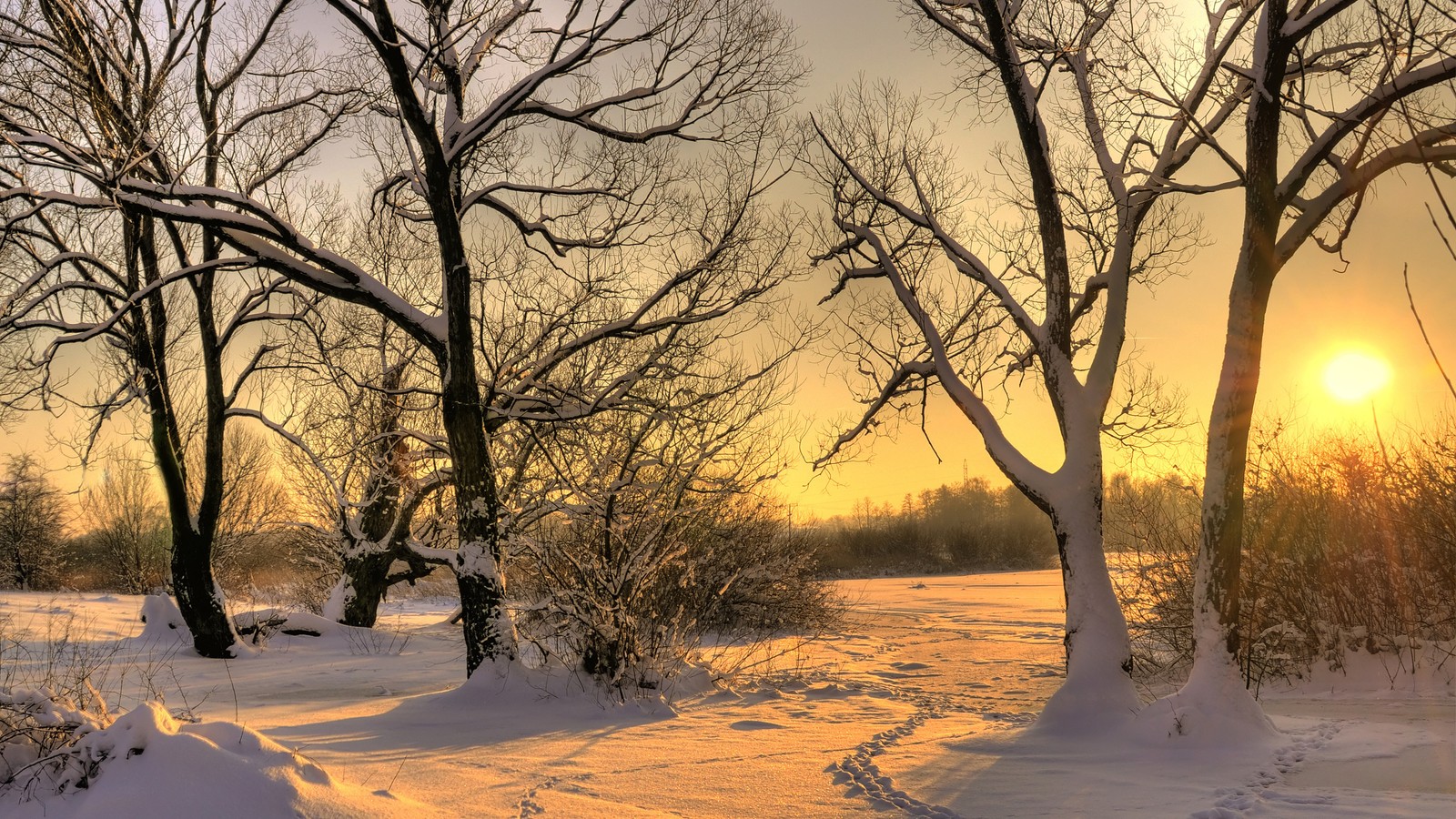 Descargar fondo de pantalla nieve, invierno, árbol, congelación, ramo