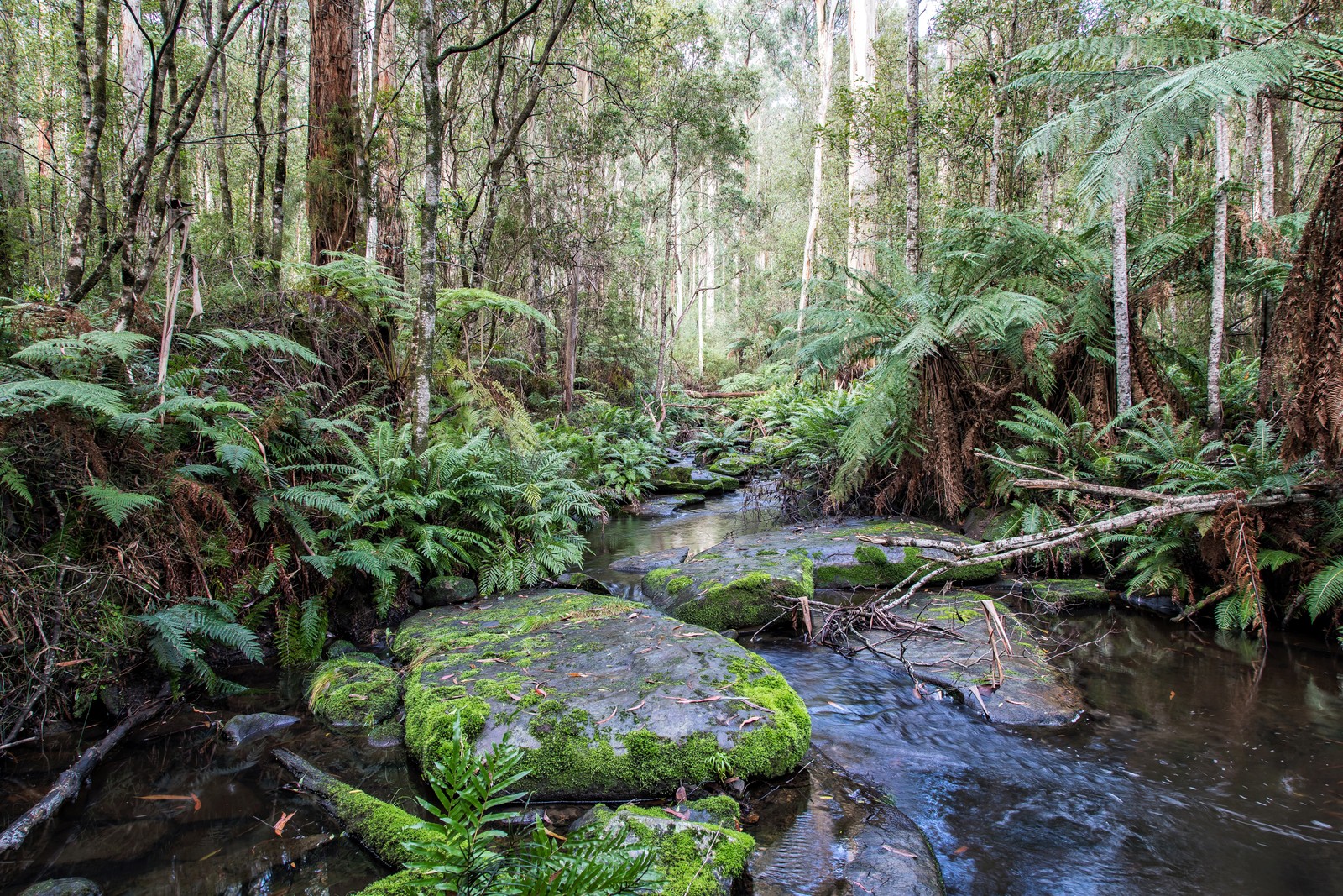 forest, tree, nature, vegetation, nature reserve wallpaper