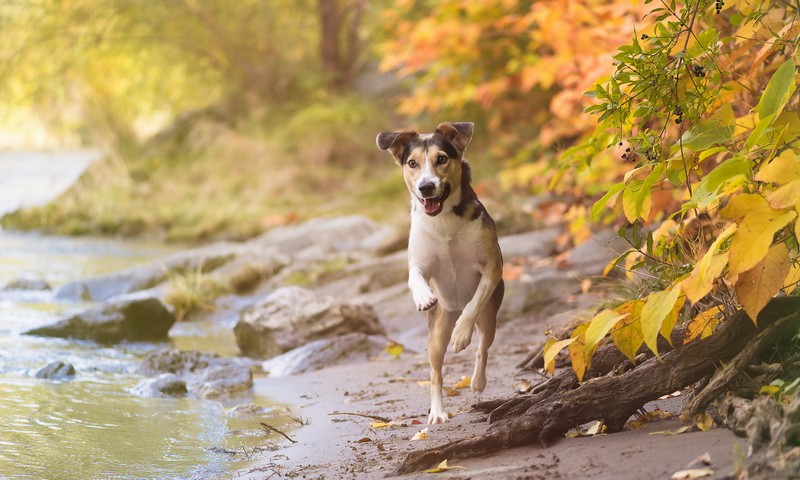 Собака стоит на камне у воды (лист, порода собак, виппет, whippet, рыло)