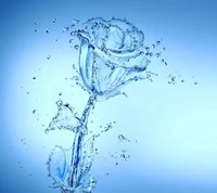 aqua, drops, flower, rose, splash