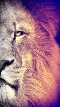 lion, wild wallpaper