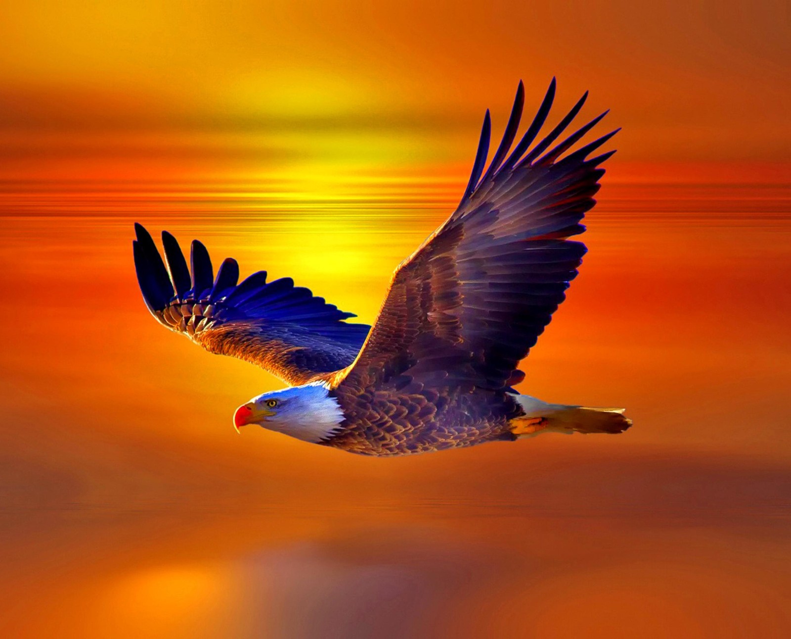 albania, eagle, hd Download Wallpaper