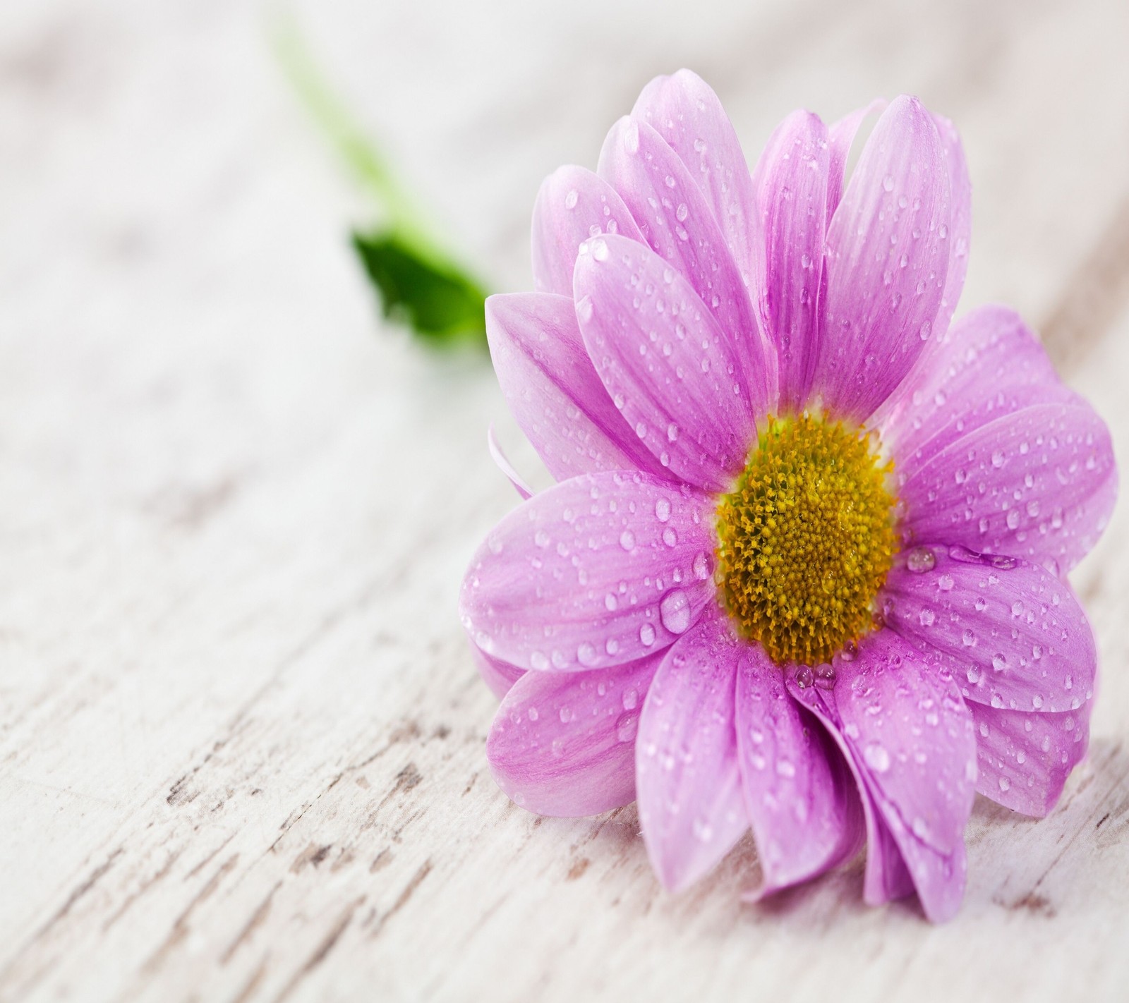 Purple flower with water droplets on it sitting on a wooden surface (flower, pink)