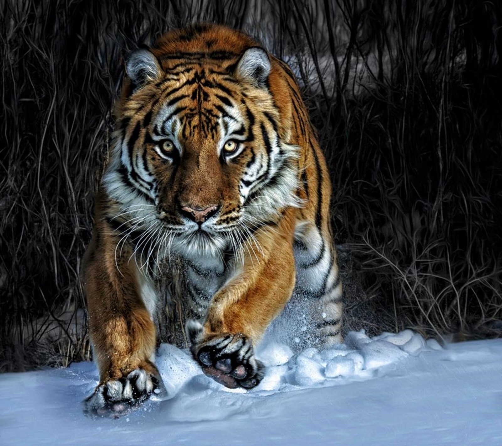 Ein tiger, der durch den schnee im wald läuft (tiger, wild)