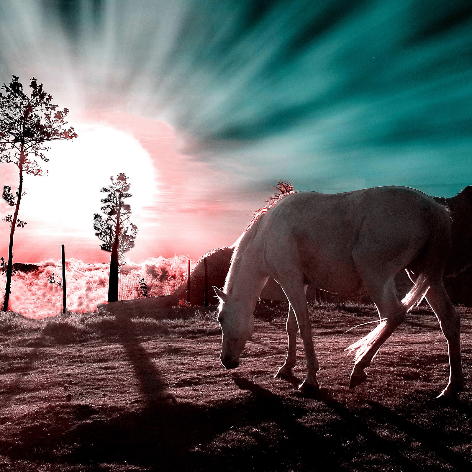 Hay un caballo que está de pie en la hierba (animal, campo, caballo, paisaje, montaña)