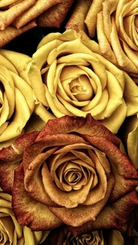 rose, icio wallpaper