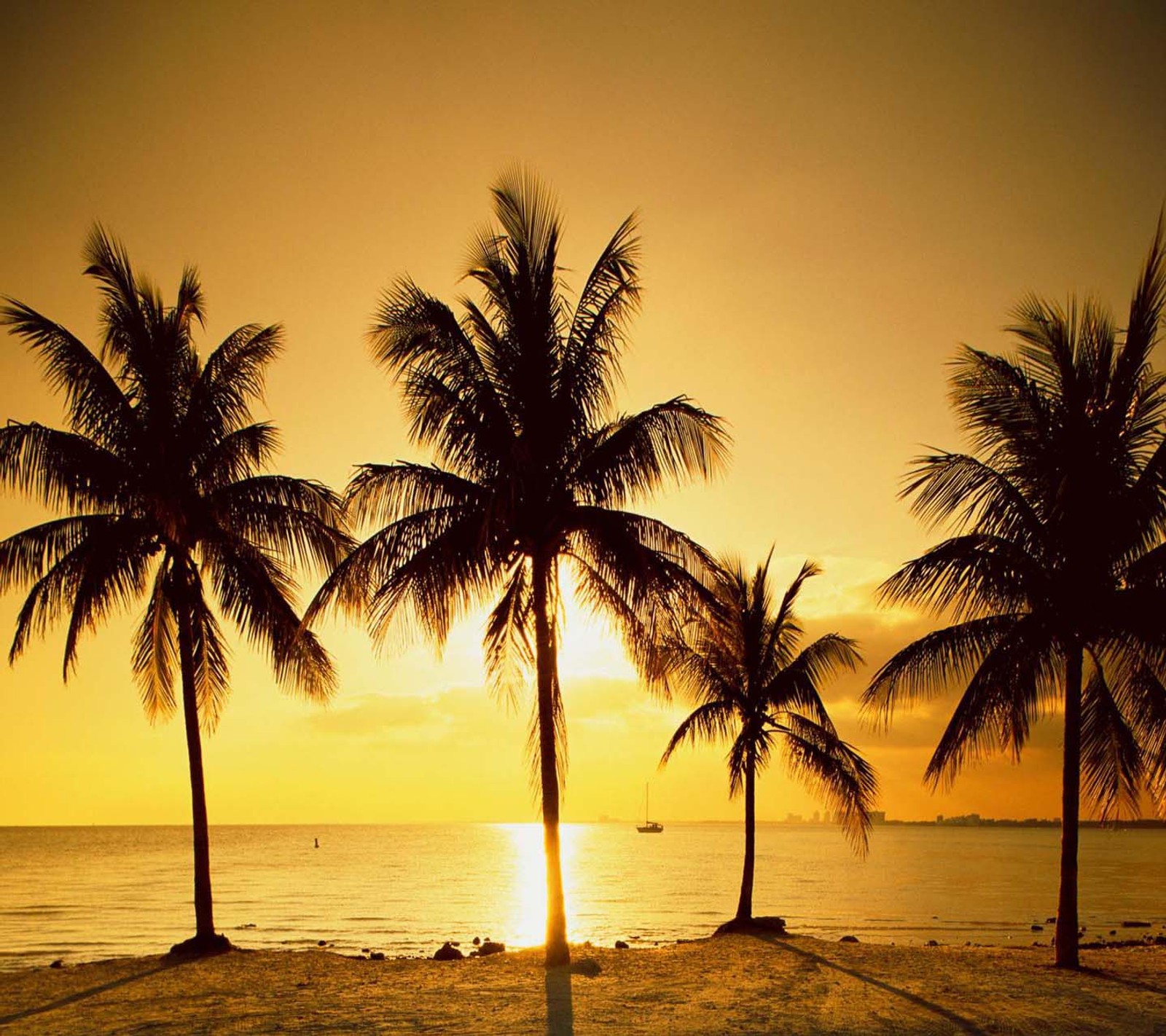 Arafed palm trees on the beach at sunset with a sailboat in the distance (look, nice)