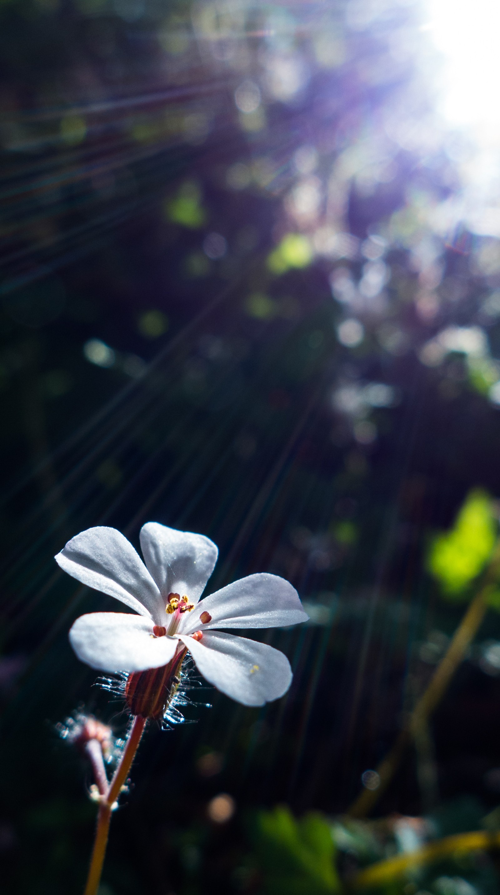 There is a white flower that is in the middle of a field (cute, flower, spring, sun)