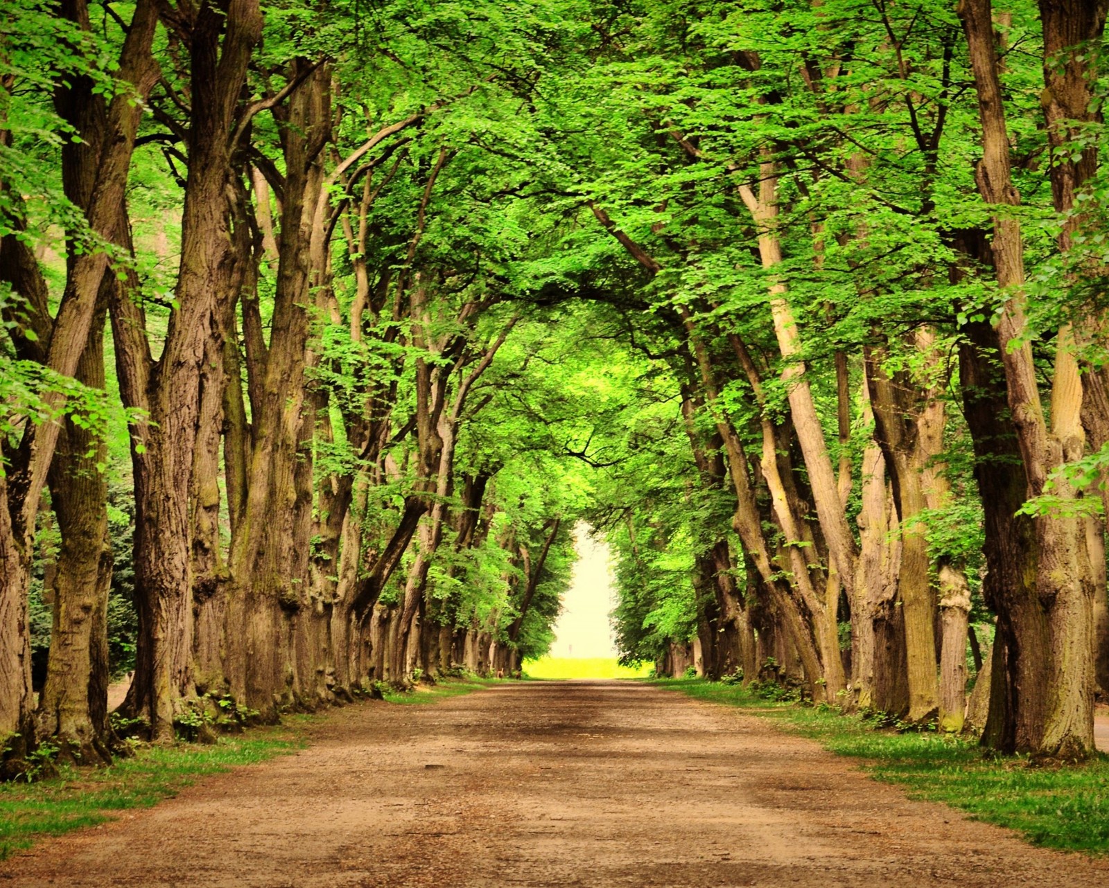 Une route en terre bordée d'arbres et d'herbe verte (paysage, feuilles, nature, parc, chemin)