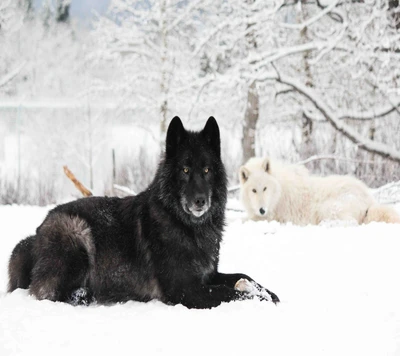 bonito, lobo