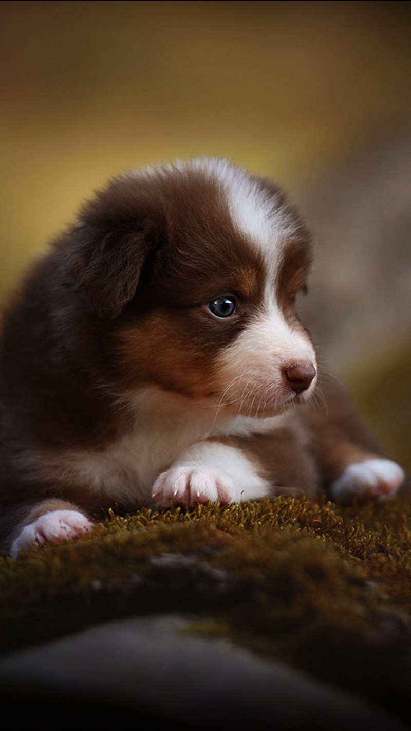 Маленький коричневый и белый щенок лежит на зеленом одеяле (щенок кане, cane puppy)