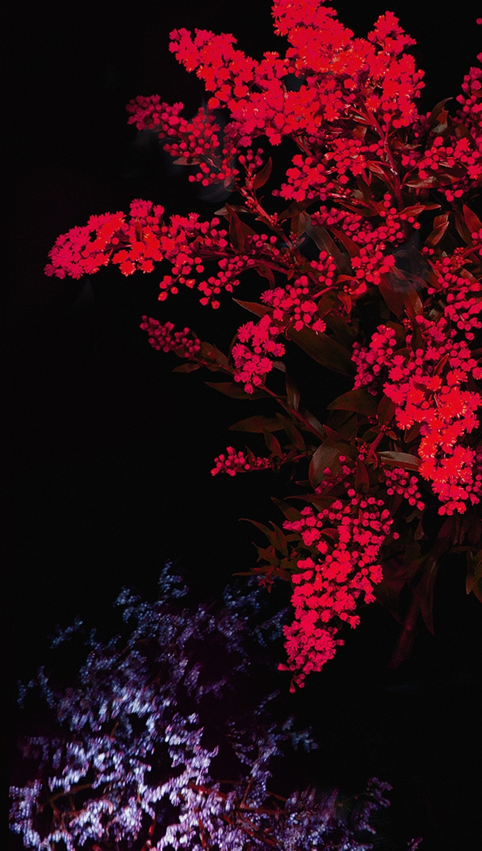 There is a red tree with purple flowers in the dark (apple, dark, flower, red)