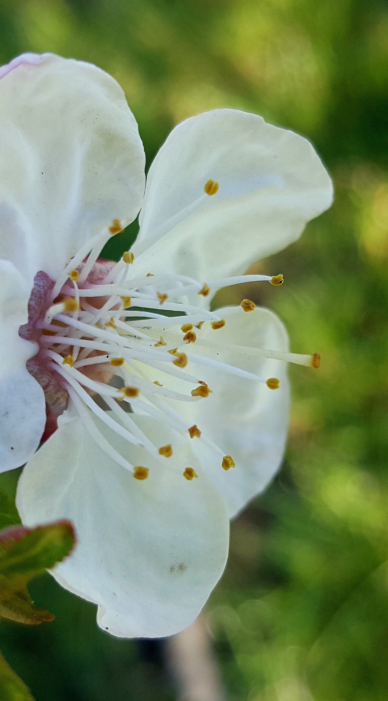 Uma flor branca com estames amarelos (flor, natureza)