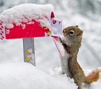 animal, frozen, neige, écureuil, hiver