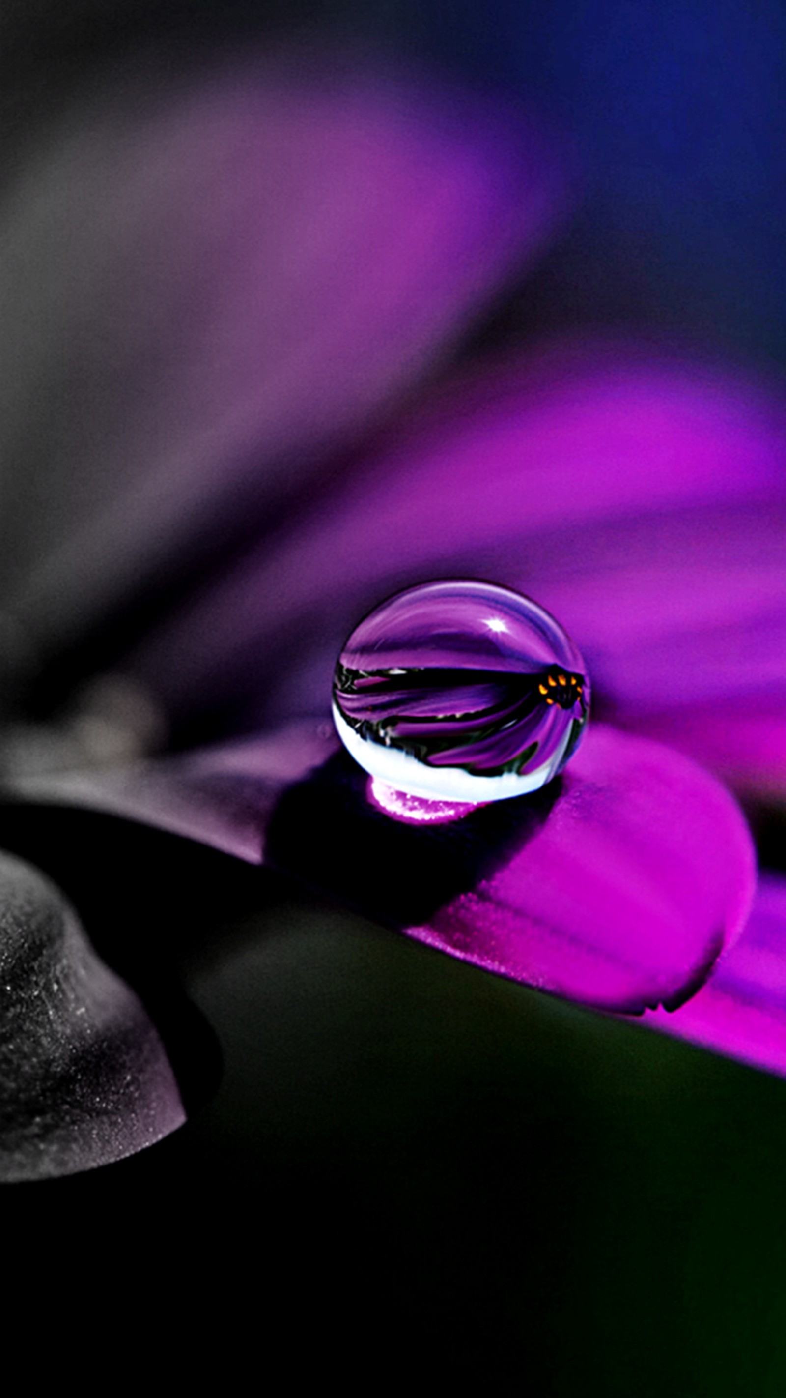 Flor roxa com uma gota de água em cima (flor, gota de chuva)