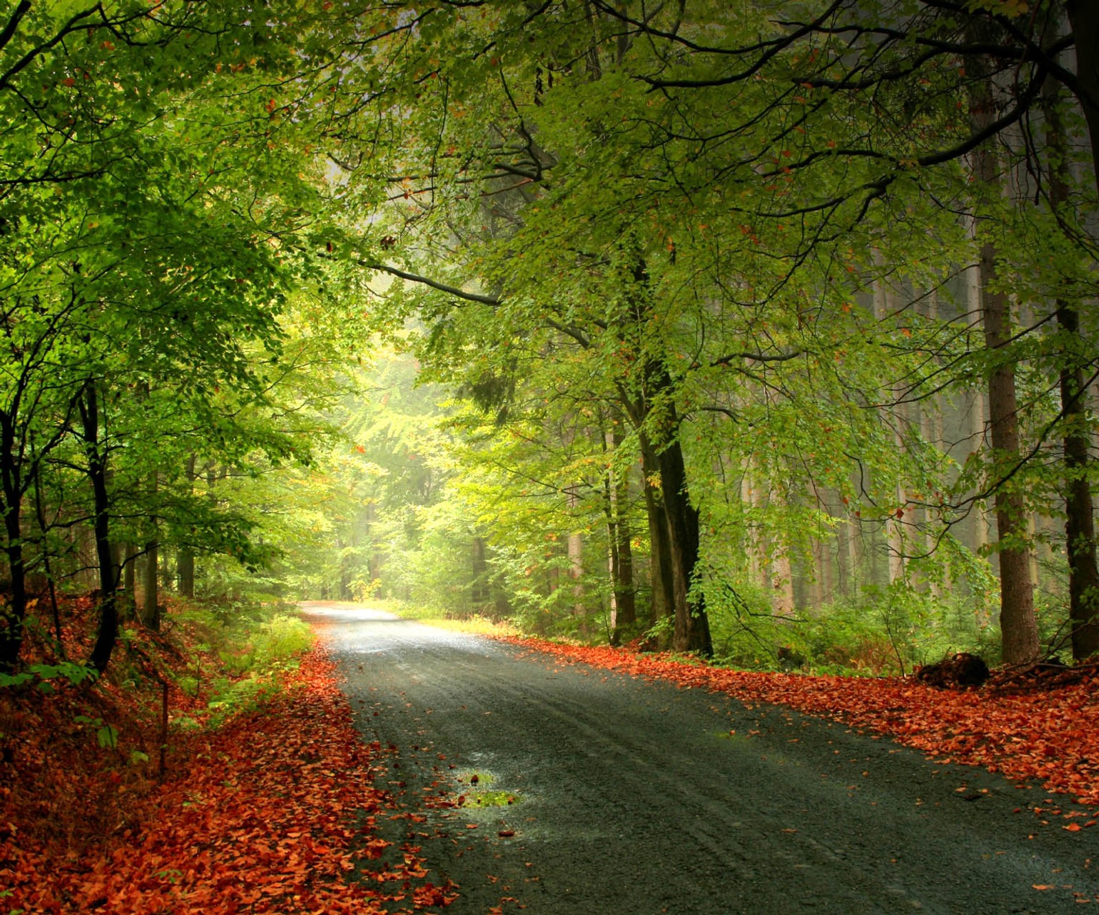 Uma vista de uma estrada no meio da floresta com folhas no chão (legal, natureza legal, caminho legal, paisagem, cenário)