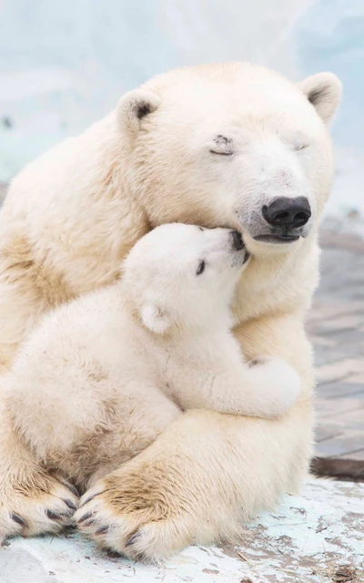 oso, osos, polar, invierno