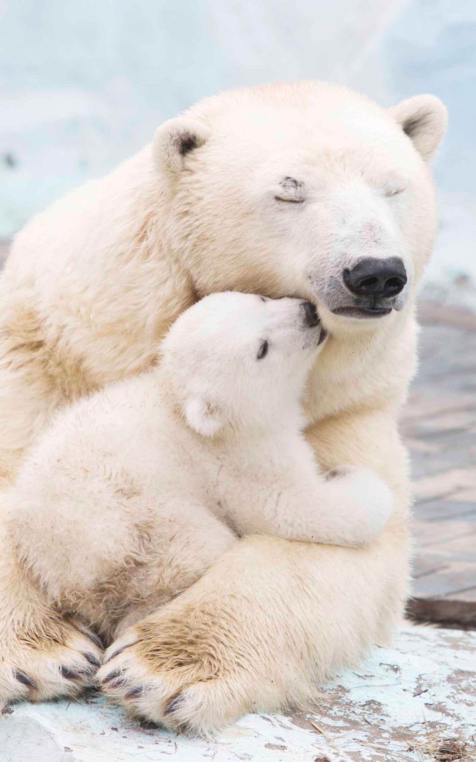 Baixar papel de parede urso, ursos, polar, inverno