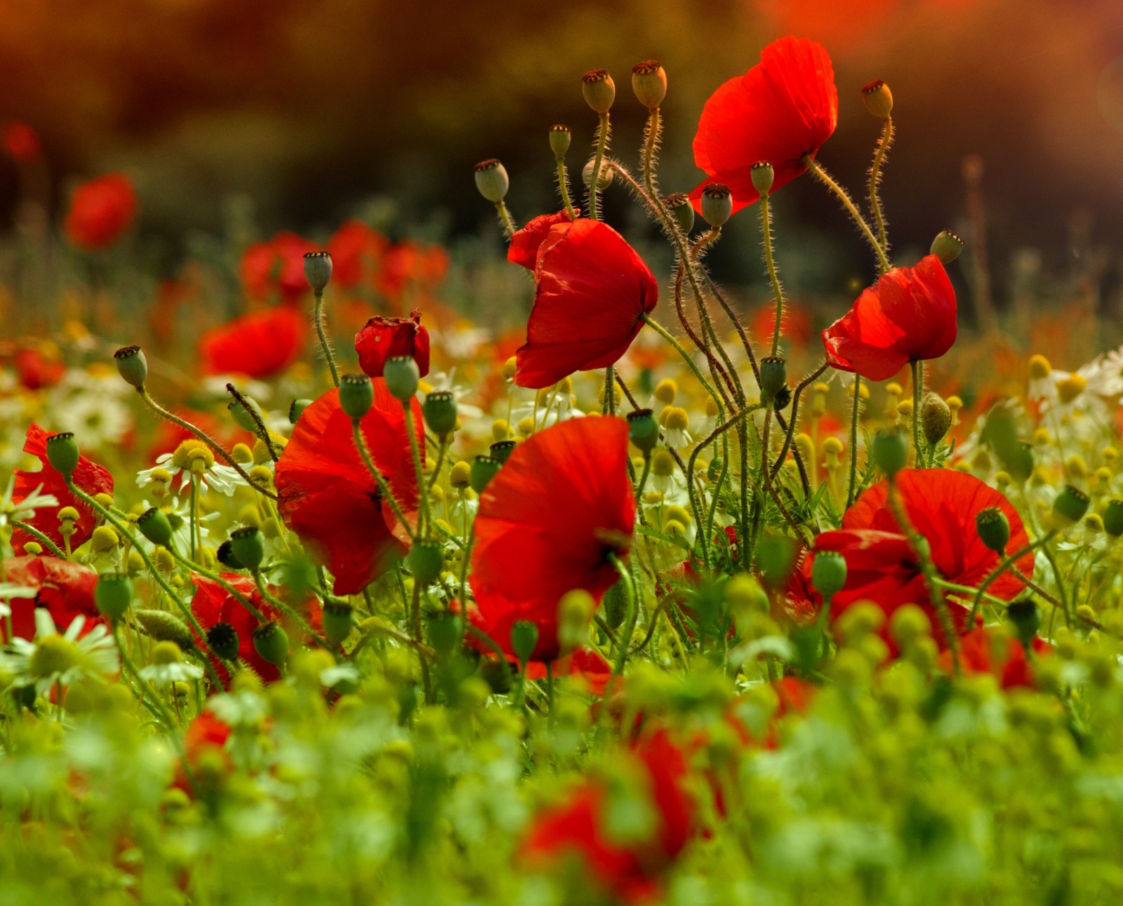 Un gros plan d'un champ de fleurs rouges avec des feuilles vertes (champ, coquelicot)