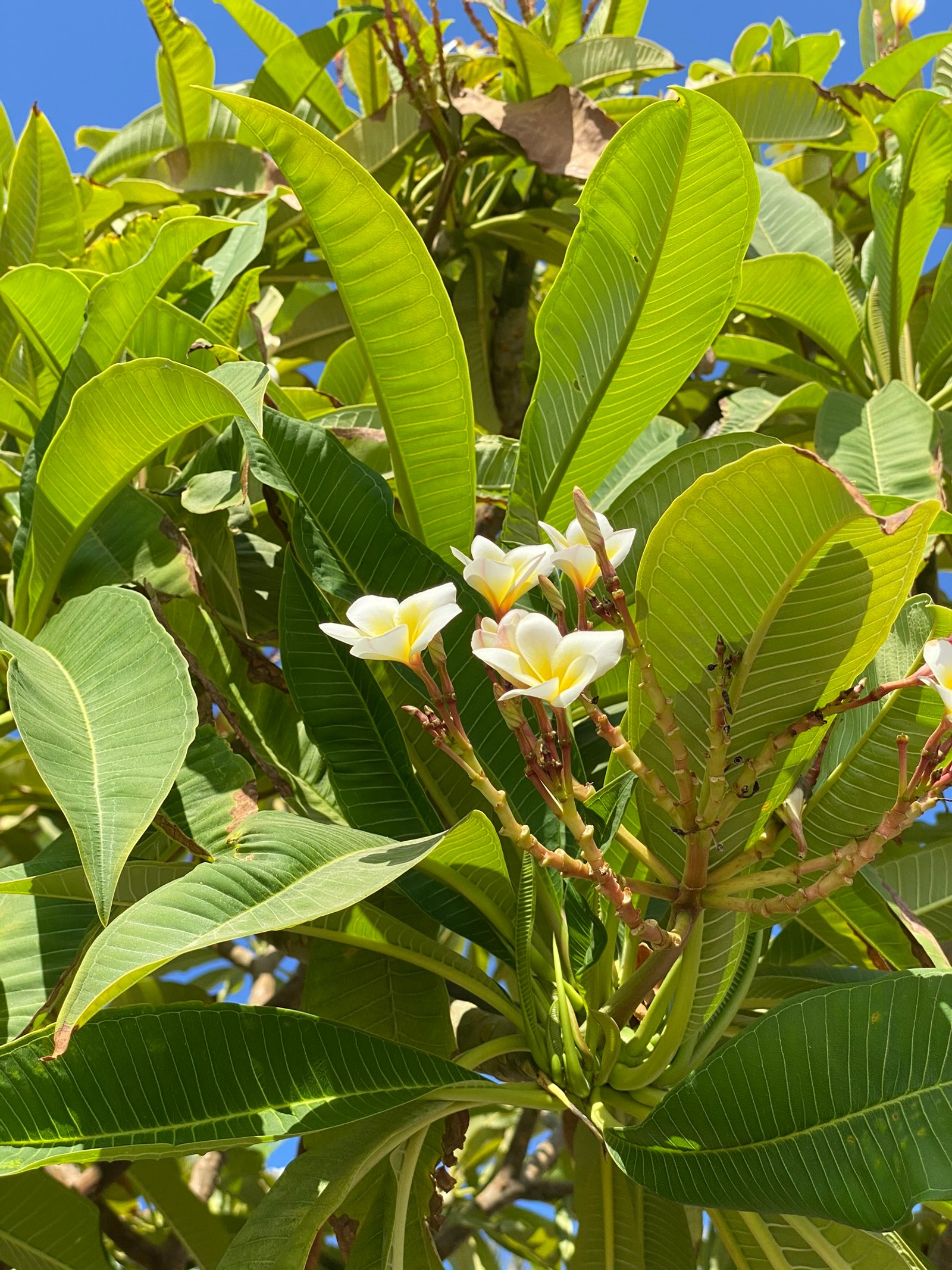 Hay una flor blanca que está creciendo en un árbol (vegetación, hoja, plantas, ciencia, biología)