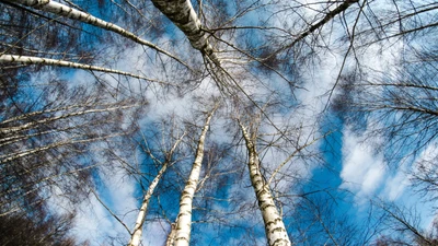 birch, tree, branch, woody plant, plant