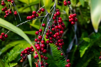 Berries rojas vibrantes en ramas entre la exuberante vegetación