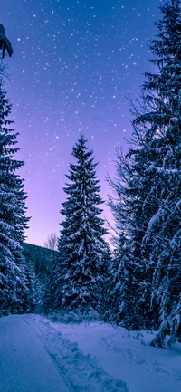 Paysage d'hiver serein sous un ciel étoilé