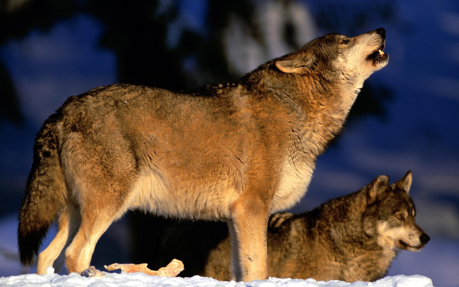 Il y a deux loups debout dans la neige, l'un hurlant (faune, mammifère semblable à un chien, chacal, gris, museau)