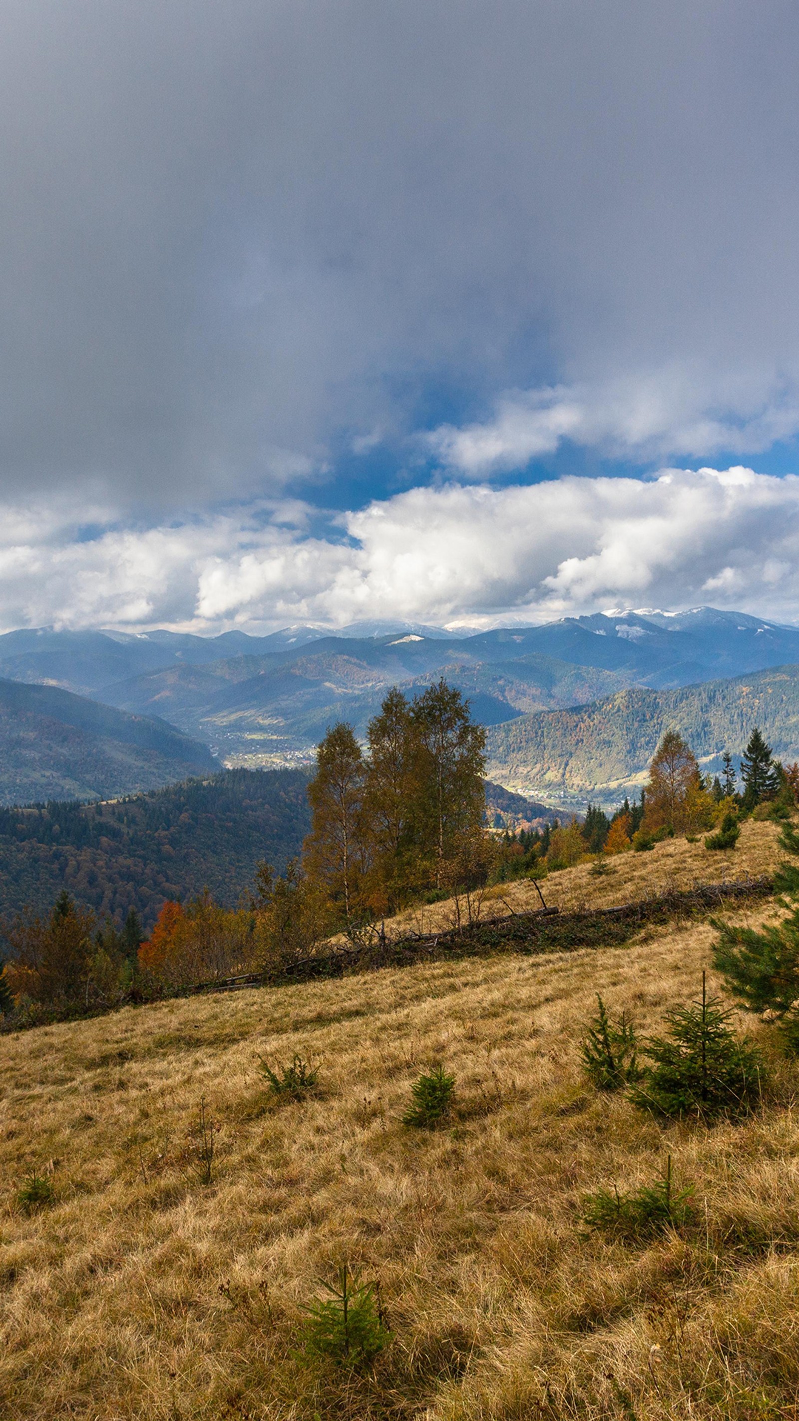 Há uma vaca em pé em uma colina com vista para as montanhas (planta, montanha, paisagem natural, declive, árvore)