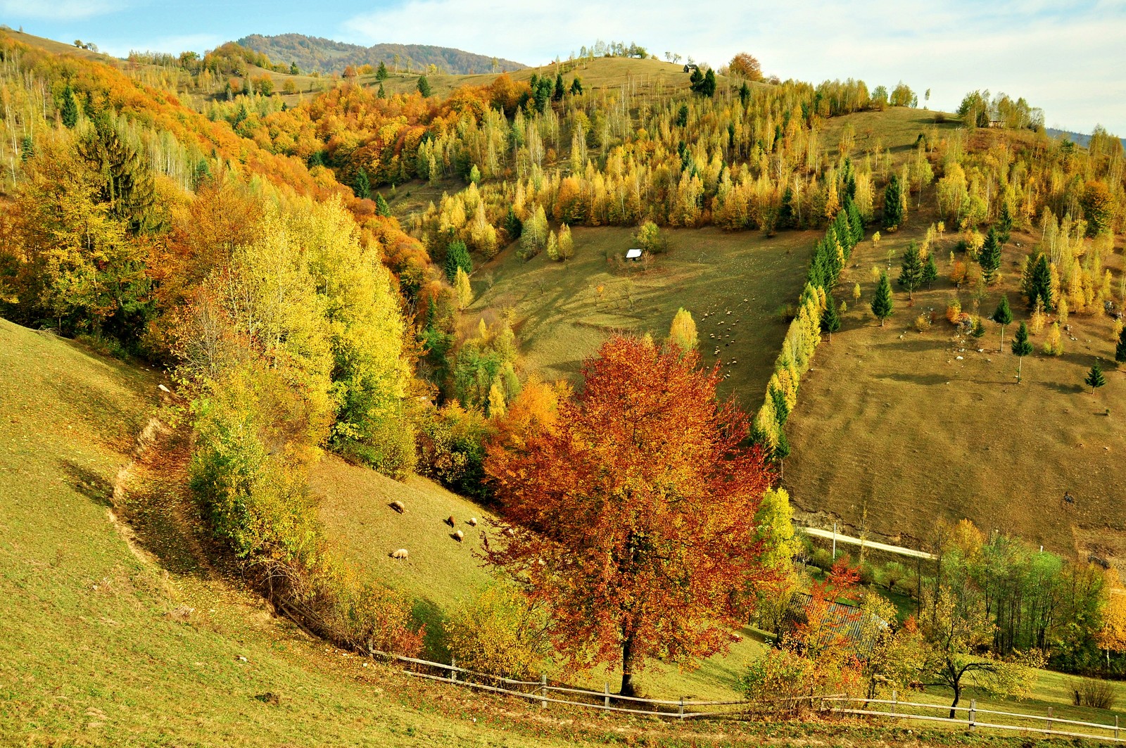 Uma colina com algumas árvores e uma cerca em primeiro plano (natureza, árvore, colina, folha, outono)