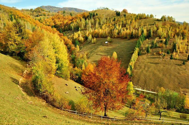 Склон с несколькими деревьями и забором на переднем плане (природа, дерево, холм, лист, осень)