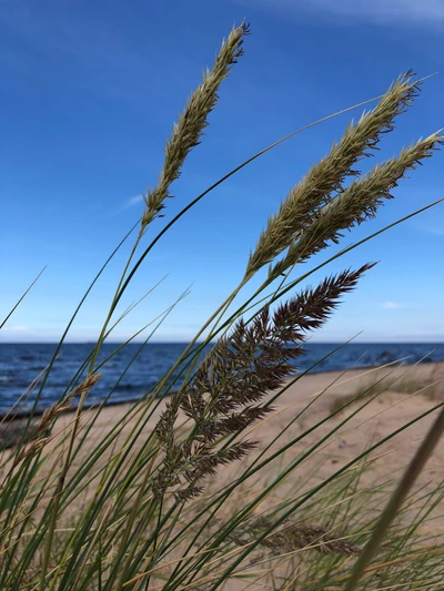 Coastal Grasses Against a Serene Ocean Horizon