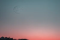 Céu da noite com aves migratórias ao anoitecer