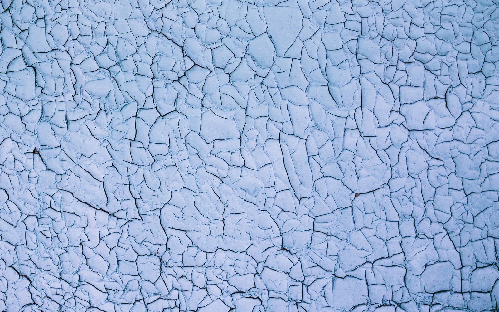 A close up of a blue paint on a wall with a black bird (paint, texture, pattern, branch, paints)