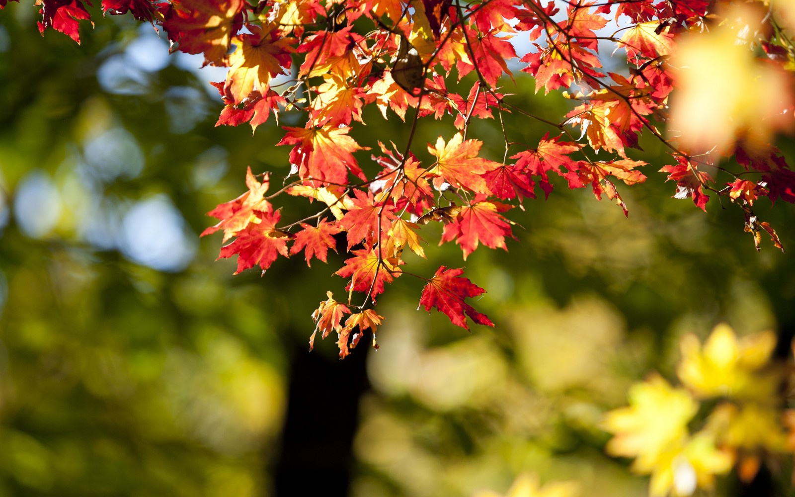 There is a red and yellow leafed tree in the background (autumn, tree, leaf, maple leaf, branch)